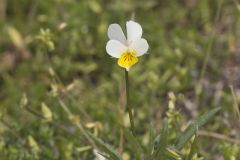 European Field Pansy, Viola arvensis