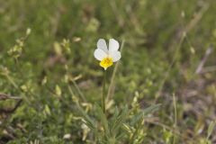 European Field Pansy, Viola arvensis