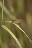 European Skipper, Thymelicus lineola