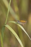 European Skipper, Thymelicus lineola