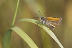 European Skipper, Thymelicus lineola