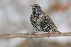 European Starling, Sturnus vulgaris