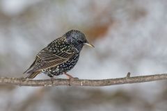 European Starling, Sturnus vulgaris