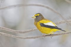Evening Grosbeak, Coccothraustes vespertinus