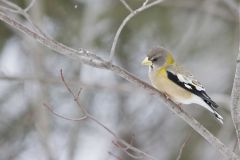 Evening Grosbeak, Coccothraustes vespertinus