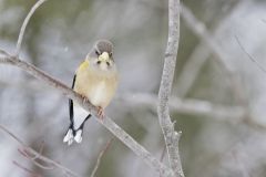 Evening Grosbeak, Coccothraustes vespertinus