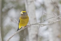 Evening Grosbeak, Coccothraustes vespertinus