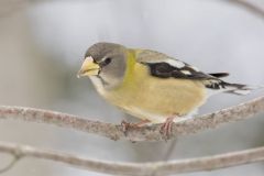 Evening Grosbeak, Coccothraustes vespertinus