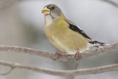 Evening Grosbeak, Coccothraustes vespertinus