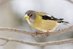 Evening Grosbeak, Coccothraustes vespertinus