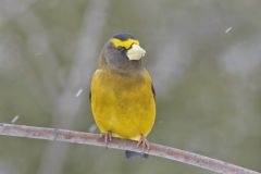 Evening Grosbeak, Coccothraustes vespertinus