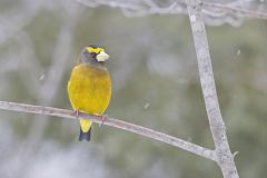 Evening Grosbeak, Coccothraustes vespertinus