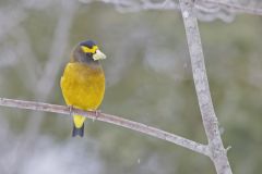 Evening Grosbeak, Coccothraustes vespertinus