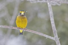 Evening Grosbeak, Coccothraustes vespertinus