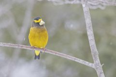 Evening Grosbeak, Coccothraustes vespertinus