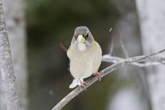 Evening Grosbeak, Coccothraustes vespertinus
