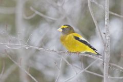 Evening Grosbeak, Coccothraustes vespertinus