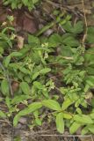 Eyebane, Chamaesyce nutans