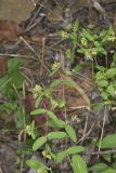 Eyebane, Chamaesyce nutans
