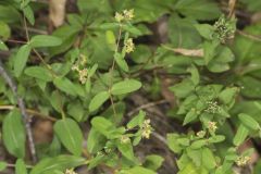 Eyebane, Chamaesyce nutans