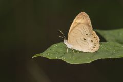 Eyed Brown, Satyrodes eurydice