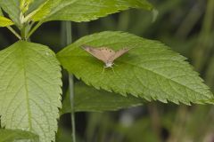 Eyed Brown, Satyrodes eurydice
