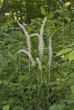 Fairywand, Chamaelirium luteum