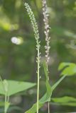 Fairywand, Chamaelirium luteum