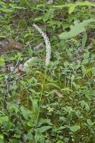 Fairywand, Chamaelirium luteum