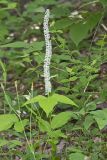 Fairywand, Chamaelirium luteum