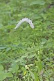 Fairywand, Chamaelirium luteum