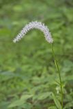 Fairywand, Chamaelirium luteum