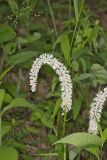 Fairywand, Chamaelirium luteum
