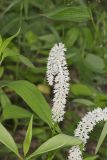 Fairywand, Chamaelirium luteum
