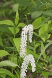 Fairywand, Chamaelirium luteum