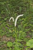 Fairywand, Chamaelirium luteum