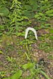 Fairywand, Chamaelirium luteum