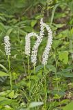 Fairywand, Chamaelirium luteum