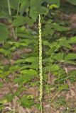 Fairywand, Chamaelirium luteum