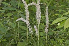 Fairywand, Chamaelirium luteum