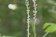 Fairywand, Chamaelirium luteum