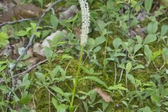 Fairywand, Chamaelirium luteum