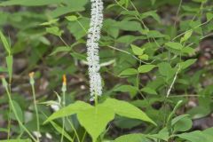 Fairywand, Chamaelirium luteum