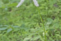 Fairywand, Chamaelirium luteum