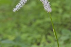 Fairywand, Chamaelirium luteum