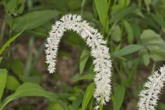 Fairywand, Chamaelirium luteum