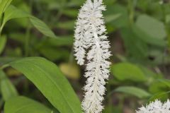 Fairywand, Chamaelirium luteum