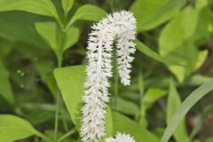 Fairywand, Chamaelirium luteum