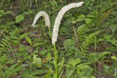 Fairywand, Chamaelirium luteum