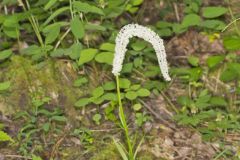 Fairywand, Chamaelirium luteum